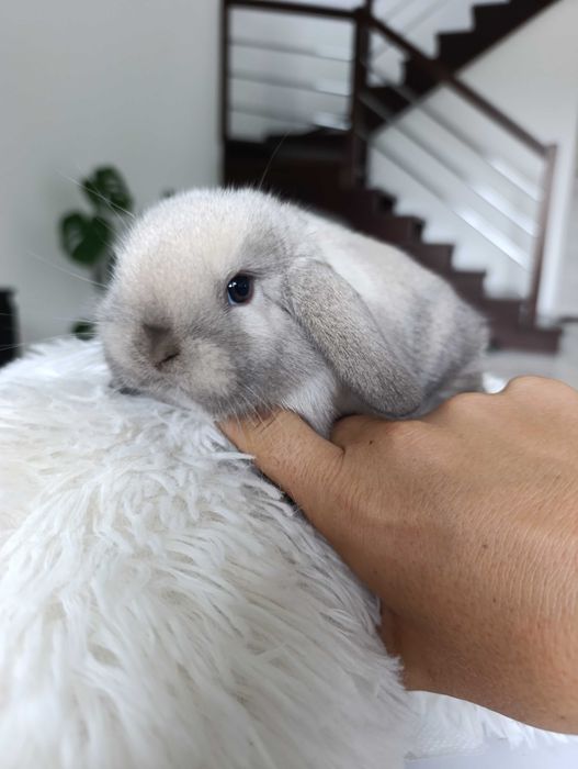 Mini lop karzelek Teddy hodowla zarejestrowana