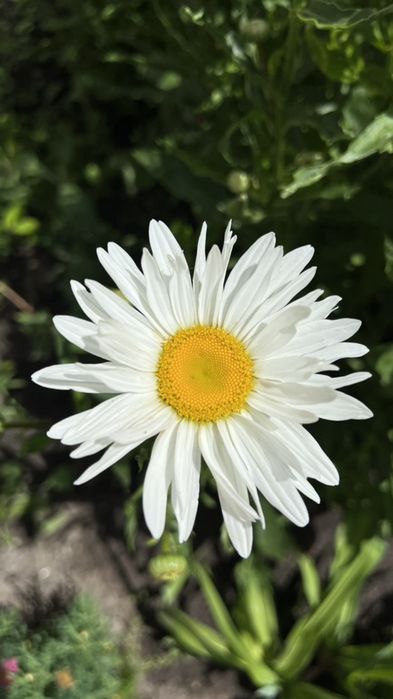 Ромашка сортова, велика.