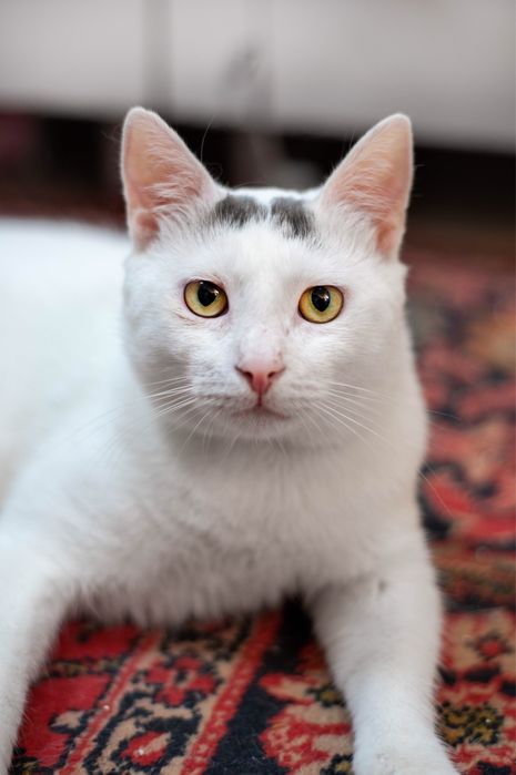 Пристраиваем в добрые руки