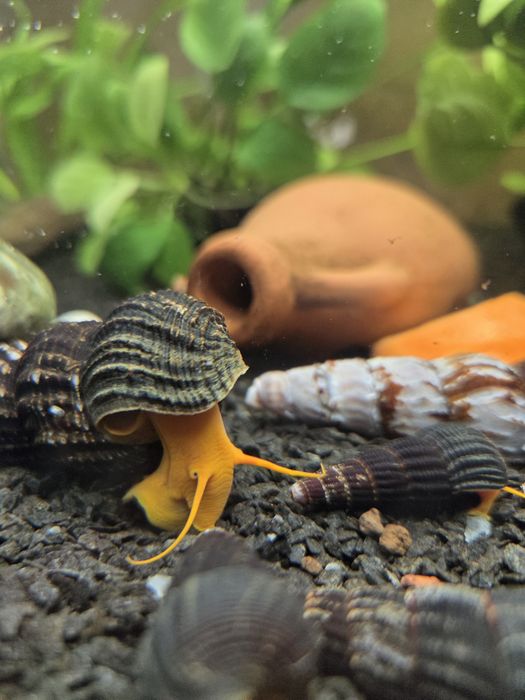 РОЗПРОДАЖ Равлик помаранчевий Тіломеланія Rabbit Snail