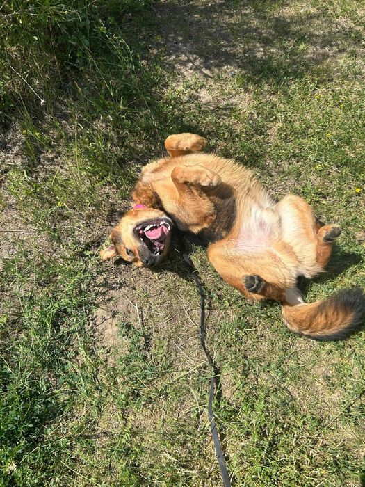 Hans szuka odpowiedzialnego człowieka