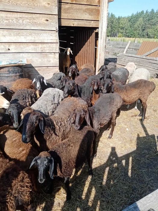 Продам молоді ягниці курдючної породи