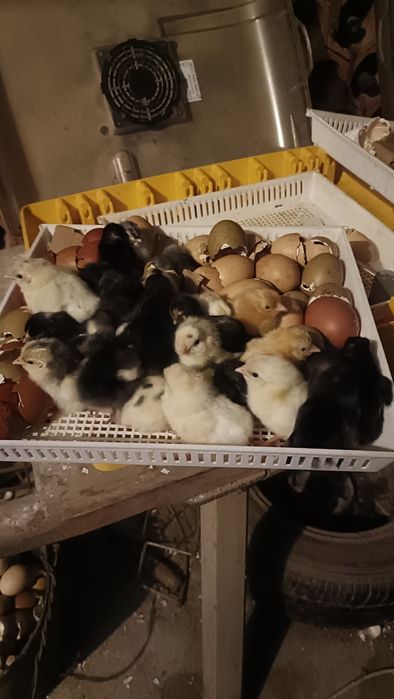 Pintos Nascidos de Ovos Várias Cores