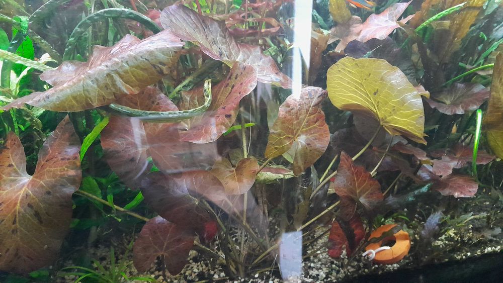 Lotos  czerwony tygryski