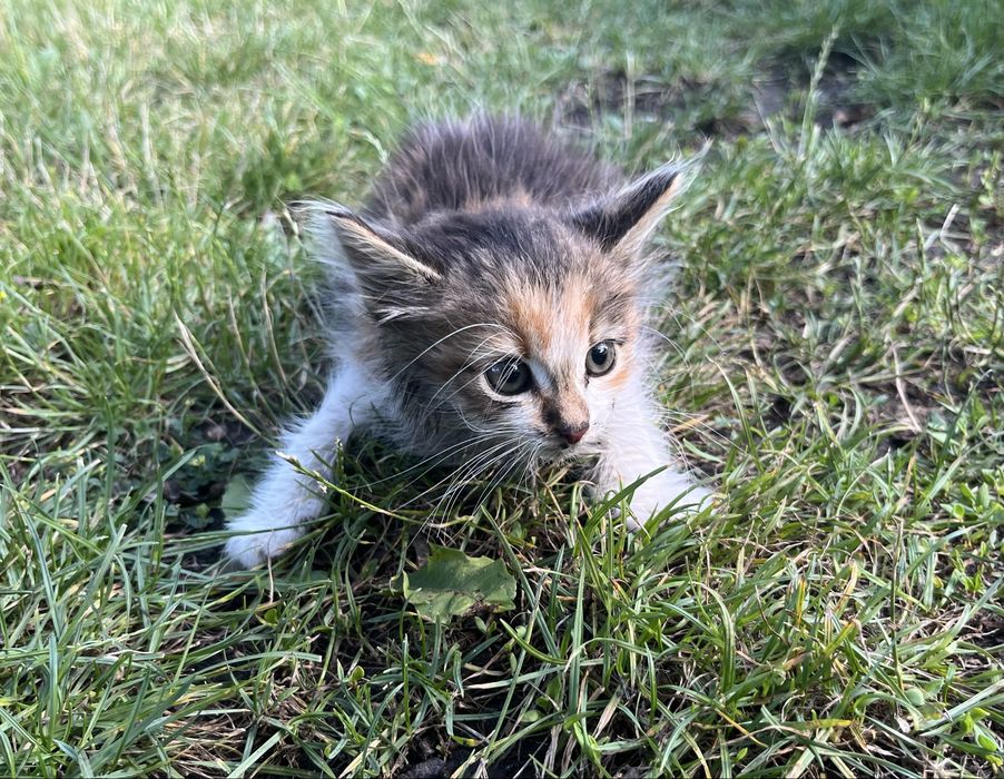 Отдадим двух котят бесплатно