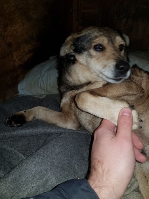 Zaginął Piesek Misiek Drwinia Małopolskie