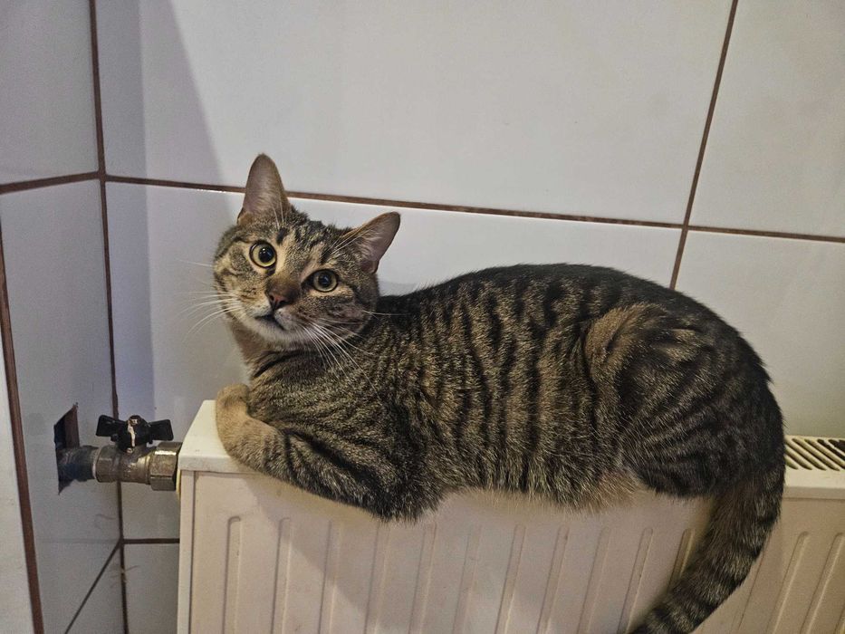 **TEDDY – młody, radosny kocurek do adopcji