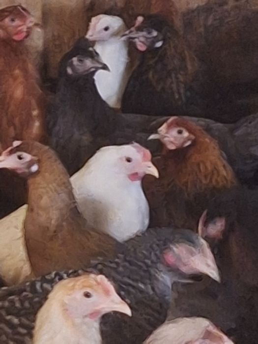 Kury  nioski 20 tygodni