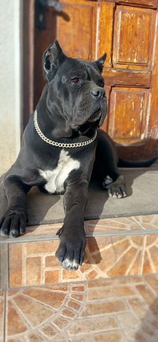 Вязка Кане-корсо