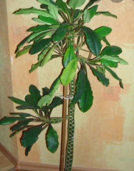 Продам вазон молочай біложилковий