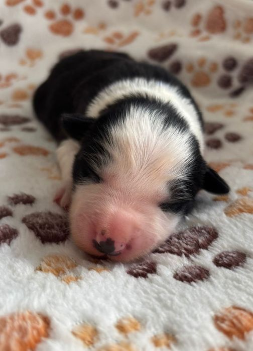 Border collie FCI/ ZKwP czarno-biały piesek