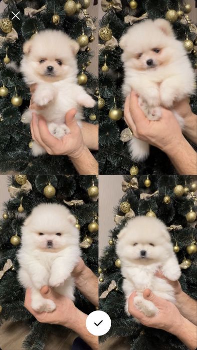 Померанський шпіц