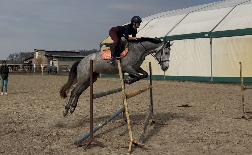 5-letnia startująca klacz ujeżdżenie/skoki CZYSTY TUV
