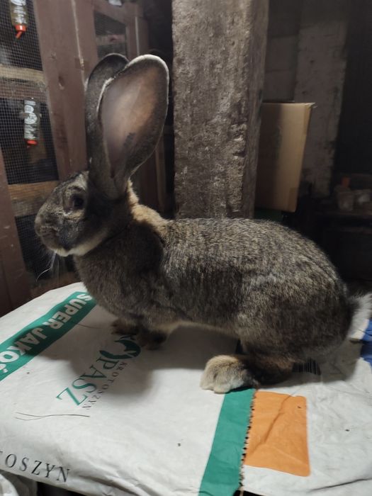 Olbrzym belgijski szary