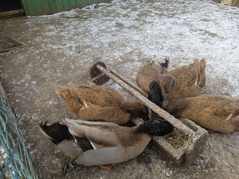 Продам. Инкубацыонные яйца уток Хаки- Кемпбелл