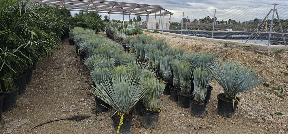 Yucca Rostrata juka roślina egzotyczna Palma mrozoodporna Trachycarpus
