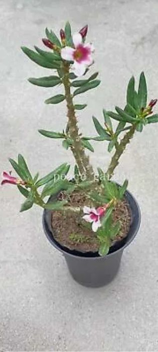 Каудексна рослина Pachypodium bispinosum