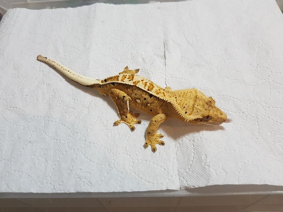 Gekony orzęsione samczyki