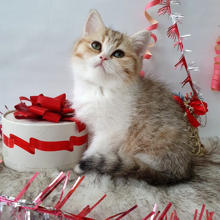 Киев Ручные, игривые, воспитанные котята рыжие, золотая шиншилла Киев