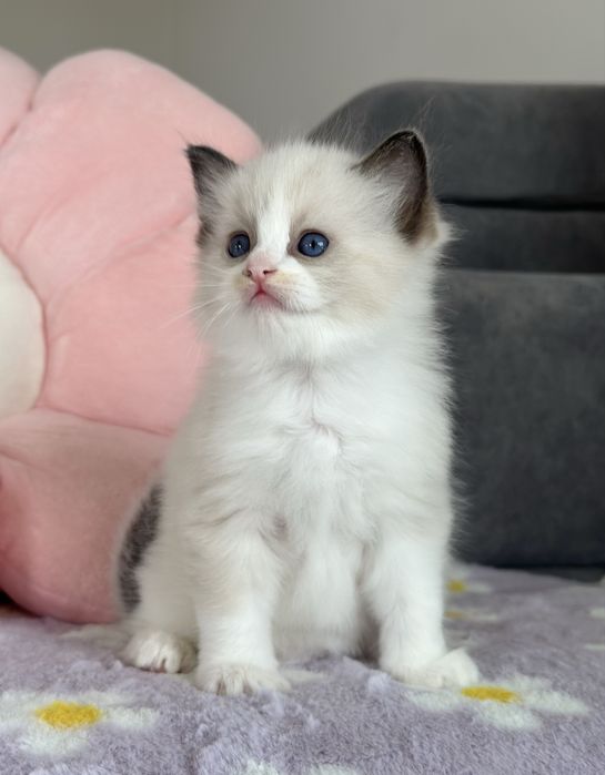 Piękna koteczka ragdoll rodowód FPL