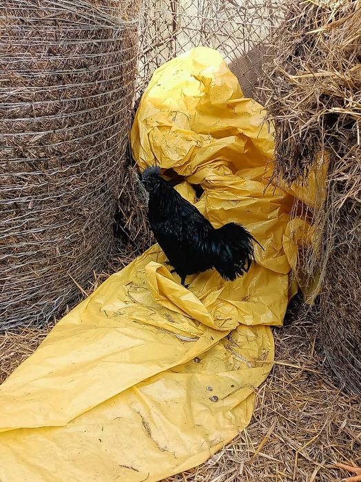 Sprzedam młode koguty z września oraz koguty ayan cemoni