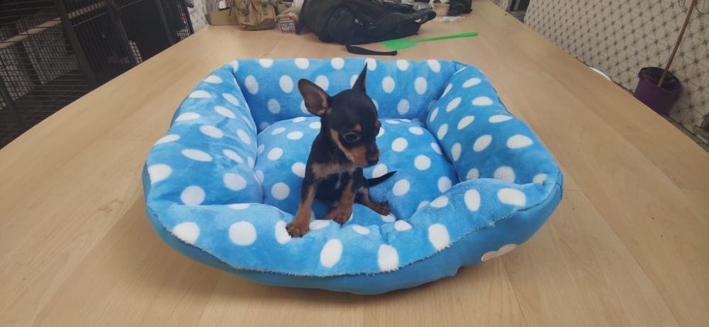 Pinscher pincher miniatura criado em ambiente familiar disponível para