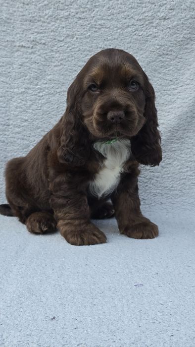 Cocker Spaniel Angielski