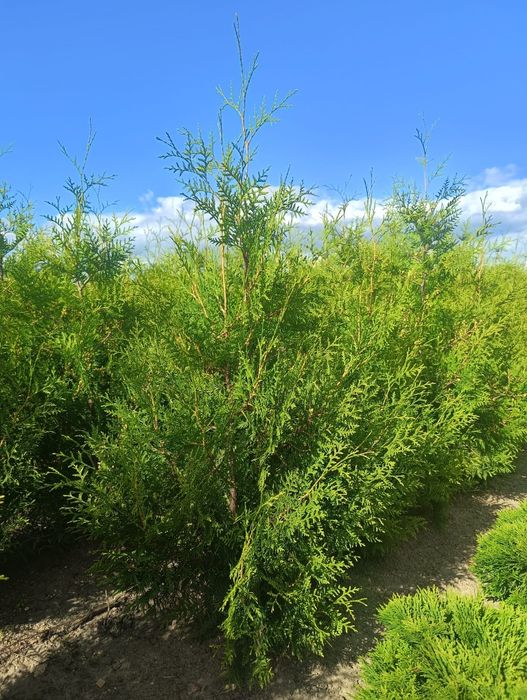 Thuja Brabant wys. 120cm od producenta!!!