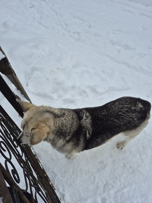 Чия собака!!! Дівчинка