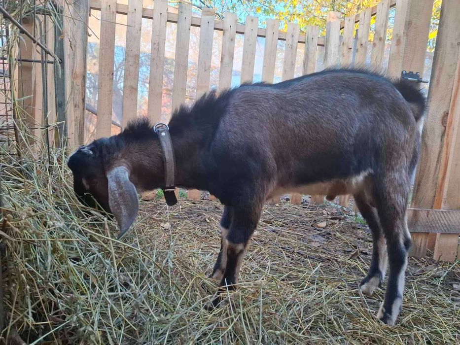 Козлик англо нубийский