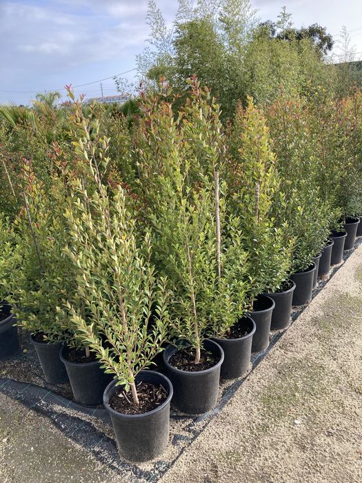 Eugénias myrtifolia, sebes