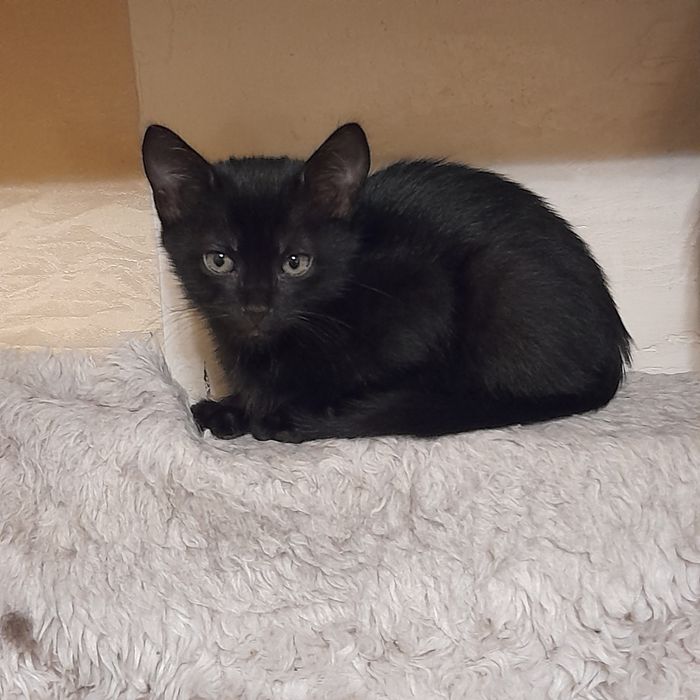 Домашні кошенята 2 місяці