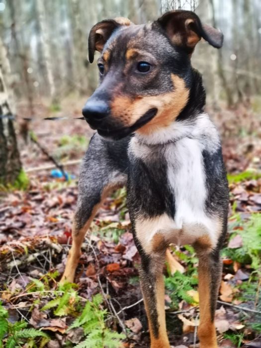 Amper - młody psiak do adopcji