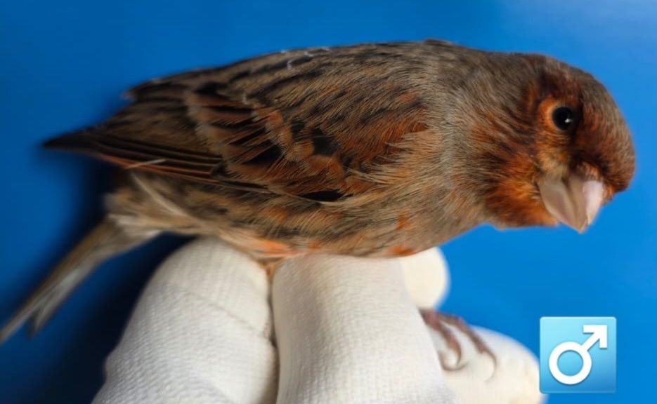 Клітки для канарок