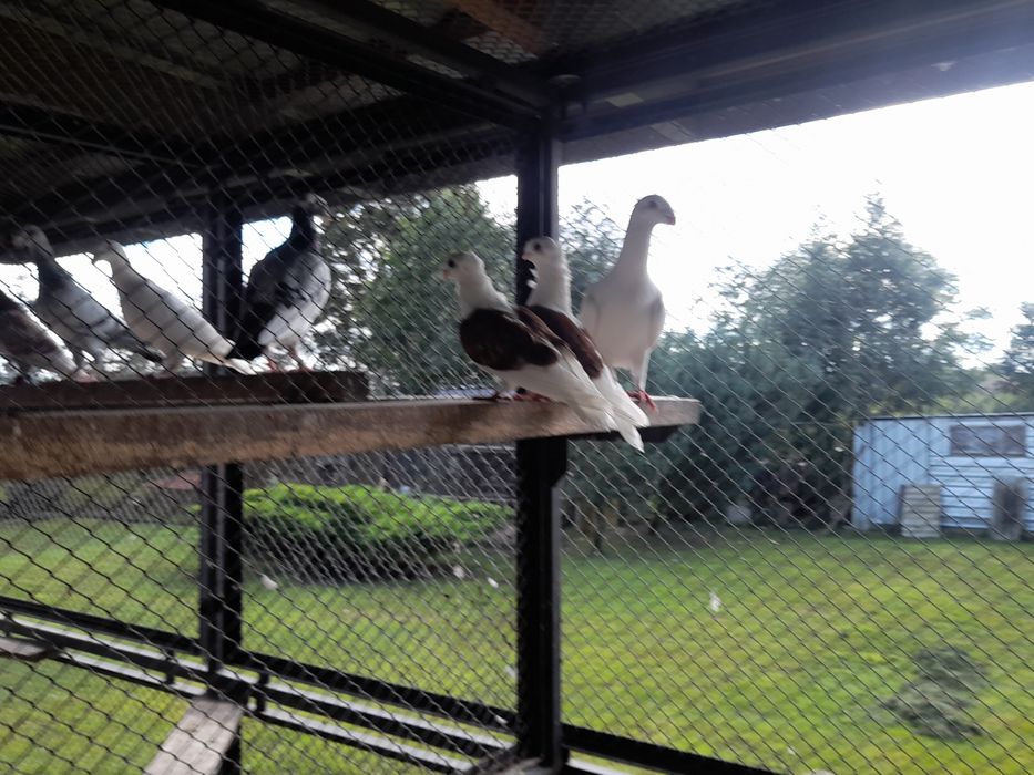 Gołębie Niemiecki wystawowy,mewki