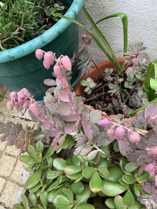 5 Mudas de suculentas + 2