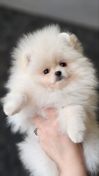 Дівчинка померанский шпіц, міни,КСУ