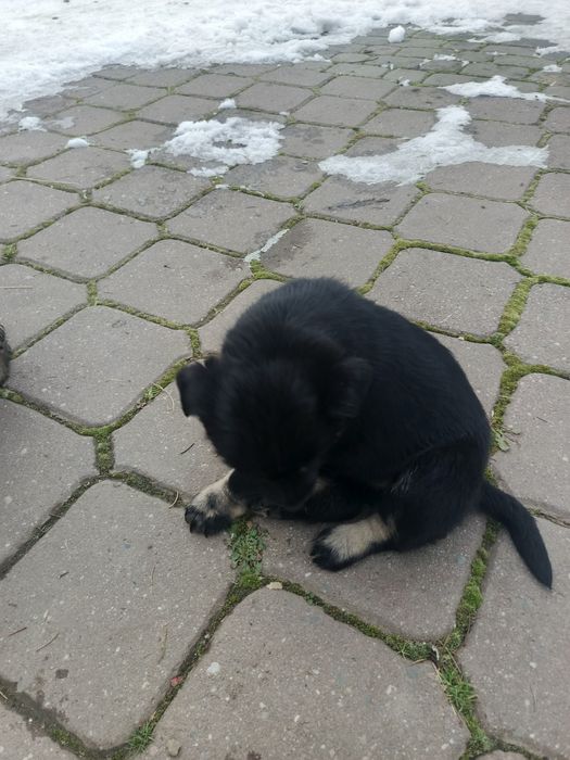 Suczka czarna. Wabi się Sonia