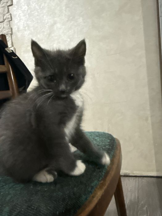 Віддам милих котиків у добрі руки