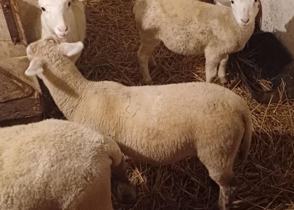 Baran nolan 3 miesięczny