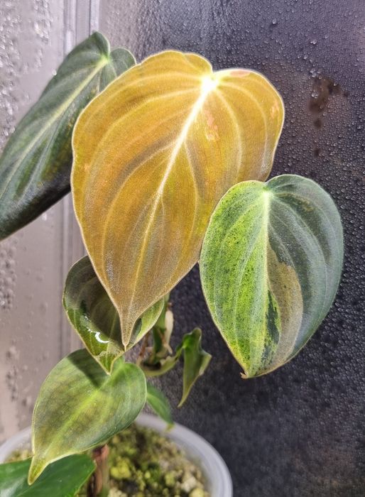 Philodendron melanochrysum variegata