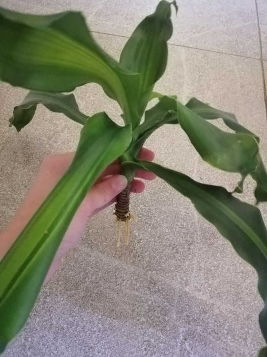 Укоренённые черенки юкки — готовые к посадке!