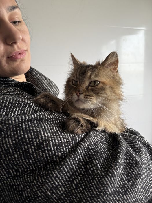 Кішка шукає дім з притулку в добрі руки кошка