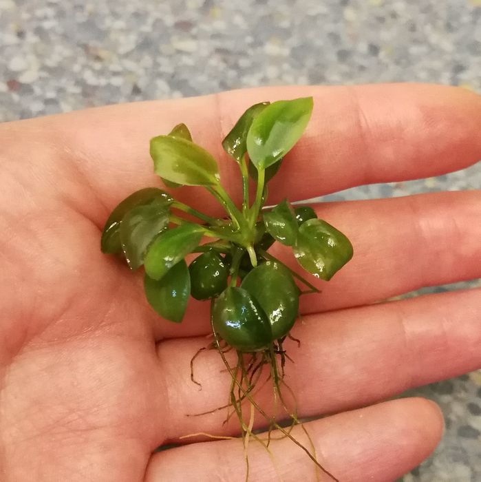 Аквариумні рослини. Анубіас Нана Петіт