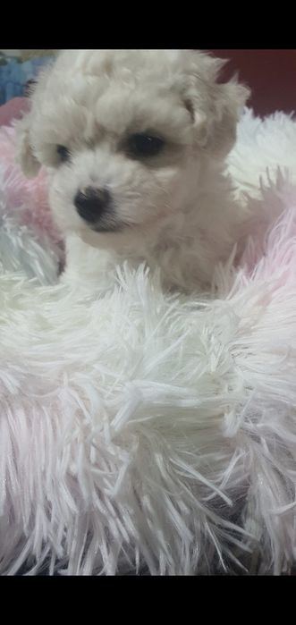 Bichon frise suczka Diana  Fci