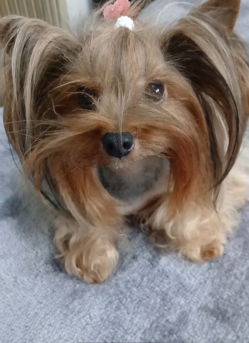 Yorkshire terrier fêmea