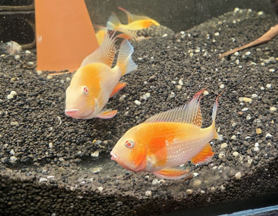Ziemiojady Acarichthys heckeli albino dobrane pary.