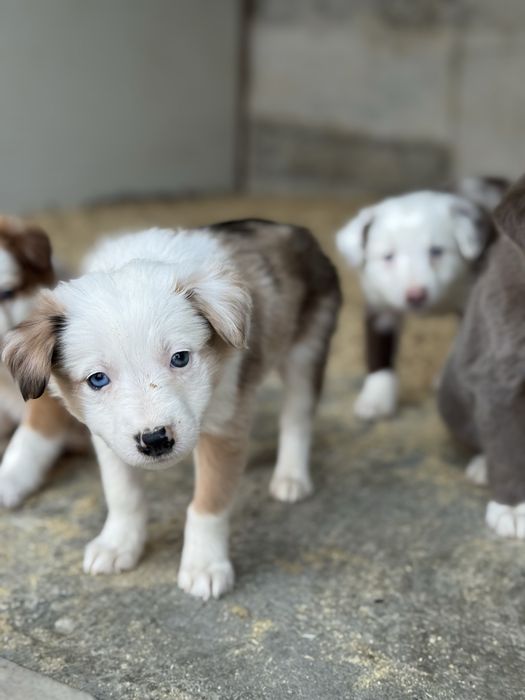 Border Collie TOP