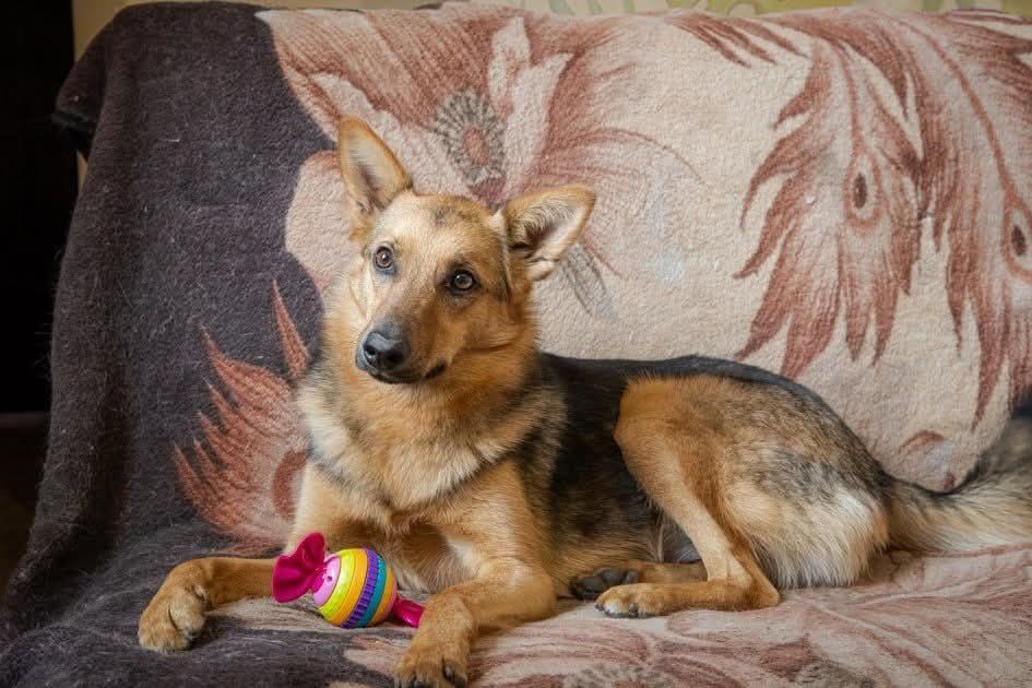 Подружка-охоронниця! 9 міс. Стерилізована