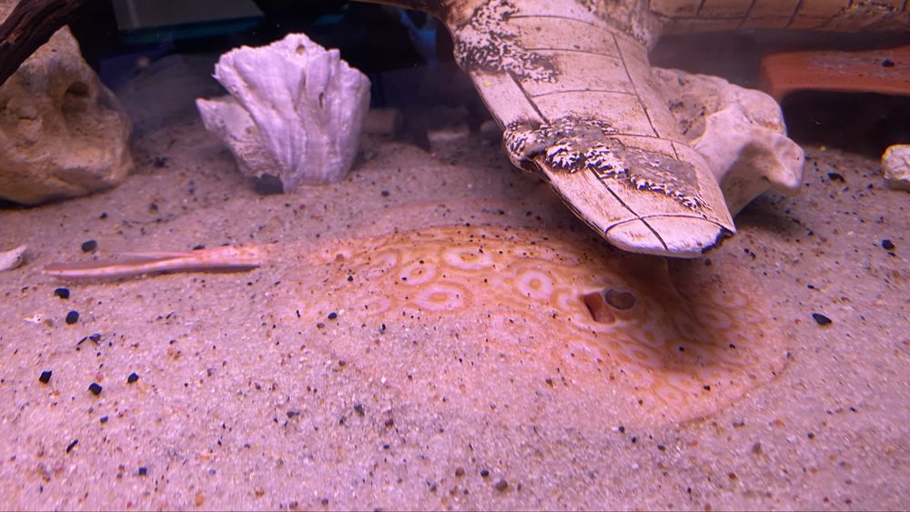 TABU Potamotrygon pearl jabutti albino
